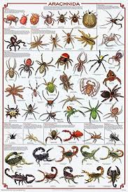24x36 Arachnida Spider Educational Science Chart Poster