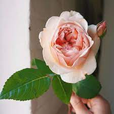 With over 150 species and thousands of hybrids, the rose world is incredibly diverse in terms of form, color, vigor or fragrance. Seasonal Alternatives To Peonies The Petal Emporium Naturally Elegant Floral Design