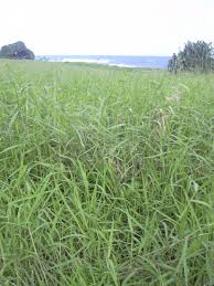 Image result for Urochloa
