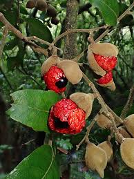 Image result for Sapindaceae