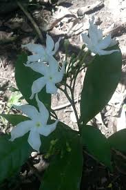 99 jenis tanaman obat keluarga toga serta kandungan dan sumber : Bilingual White Cempaka Original Flower Aceh Bunga Cempaka Putih Asli Aceh Steemkr