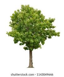 Image result for Tectona