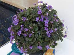 Their size and shape when mature, is entirely up to you. Purple Violets Trailer Google æœå°‹