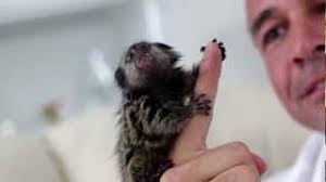 Check spelling or type a new query. All You Need To Know About Finger Monkeys Smallest Monkey