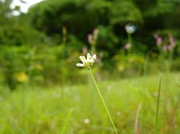 Image result for Burmannia