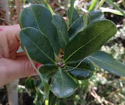 Image result for Pittosporum mildbraedii