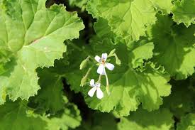 Image result for Pelargonium domesticum round-leaved bushy