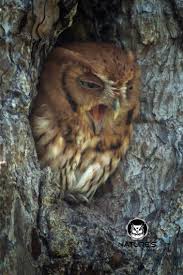 Birds Of Prey In Georgia Usa Cutie Owl Eastern Screech Owl Owl Screech Owl