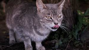 ‪Feral Cats Kill Billions of Small Critters Each Year‬‏