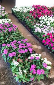 We did not find results for: Pentas Egyptian Star Cluster Star Flower Pentas Lanceolata Rubiaceae Sms Marmara Group