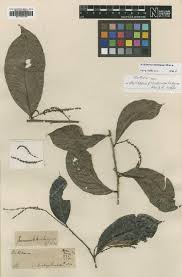 Image result for Antidesma vogelianum