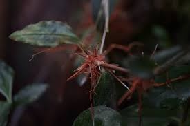 Image result for Floscopa africana