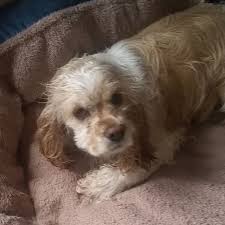 We did not find results for: And What Happens To Feral Cocker Spaniels Who Play Outside And Stink They Get Baths Lol Cockerspanielpuppy Dogs Cockerspaniel Puppies Cocker Spaniel Spaniel