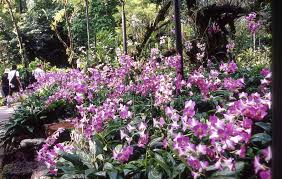 Free admission, except the national orchid garden. National Orchid Garden Parks Nature Reserves Gardens Parks Nature National Parks Board Nparks