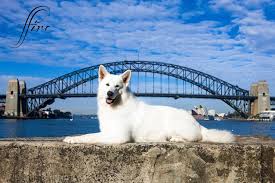 We have 5 german shepherd puppies available 1 boys and 4 girls. Eishund White Swiss Shepherd Dogs Home Facebook