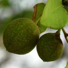 Image result for Pseudolachnostylis maprouneifolia