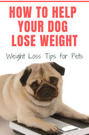Go ahead and weigh your dog at your vet's office, the nearest mud bay, or on your scale at home. Pin On Dogs Health