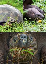 We did not find results for: Movement Ecology Sciencedirect