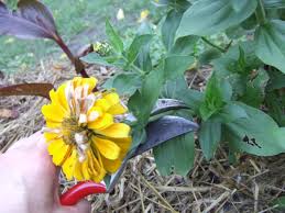 Sometimes, i let a spike or two go to seed, then pop them open and sprinkle them in the bed, for many future lupine babies the next spring. The Secret To Deadheading Plants Deadheading Perennial Plants Hgtv