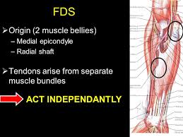 Flexion and abduction of the wrist. Flexor Tendon Injuries Of The Hand Ppt Video Online Download