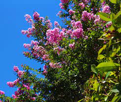 North texas screening provides all types of screening options for identifying drug abuse. Oneneighbor Blog Best Plants To Use To Create A Privacy Screen In North Texas