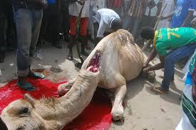 You can sign in to vote the answer. Photos Bauchi Residents Slaughter Camel To Celebrate Pres Buhari S Return From The Uk