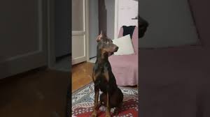 Doberman Kulak Ve Kuyruk Kesimi 7 Aylik Loki Canimiz Youtube