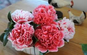 Ou Quand Et Comment Planter Un Camelia Comment Planter Planter Hortensia Engrais Pour Plantes