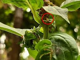 Check spelling or type a new query. How To Get Rid Of Ants In Basil Plant