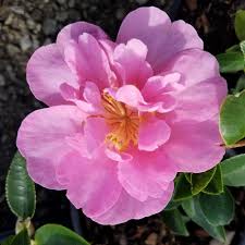 Flowerwood Nursery 2 5 Qt Taylor S Perfection Camellia Japonica Evergreen Shrub With Large Pink Blooms Evergreen Shrubs Shrubs Flowers