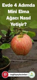 konutta 4 adimda mini elma agaci nasil yetisir elmalar organik bahcecilik bitki