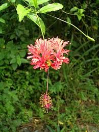 Image result for Hibiscus rhabdotospermus