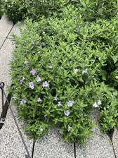 Image result for Vandellia humilis