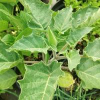 Image result for Datura inoxia