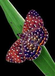 Pin By Ilona L On Schmetterlinge U Motten Beautiful Butterflies Butterfly Photos Butterfly Pictures