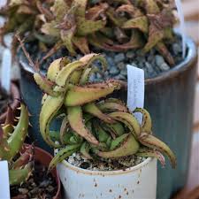 Image result for Aloe buchananii