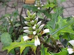 Image result for Acanthus mayaccanus