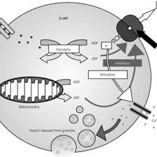 Gliclazide tablet and capsule : Mechanism Of Action Of Sulfonylureas On The Top Right Corner Is Download Scientific Diagram