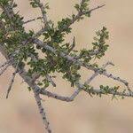 Image result for Boscia foetida