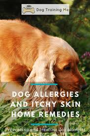 Dog Allergies Itchy Skin Home Remedies Dog Allergies Dog Allergies Remedies Dog Remedies