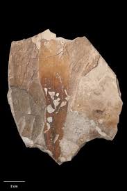 Image result for Synsepalum revolutum