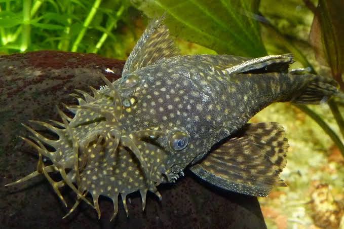 Bristlenose Pleco Care: A Complete Species Guide