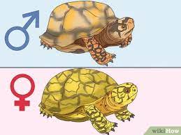 The science behind why male and female turtles are different sizes. How To Tell If A Turtle Is Male Or Female 8 Steps With Pictures
