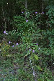 Image result for Cathormion altissimum