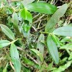 Image result for Rhipidoglossum densiflorum