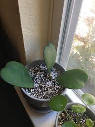 Check spelling or type a new query. Heart Shaped Leaves On My New Hoya Kerrii Indoorgarden