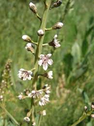 Image result for Lysimachia ruhmeriana