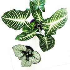Caladium Lindenii Brunnera Silver Heart Kamerplanten