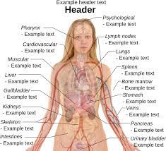Female human body diagram of organs posted on anatomy organ. Anatomy Human Body Organs Female Right Side Female Anatomy Organs Clipart Large Size Png Image Pikpng
