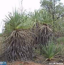 Image result for Pandanus sp. A